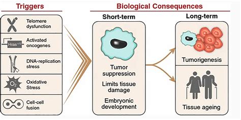 cell process   cell senescence