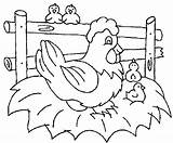 Coloring Chicken Hatching Pages Egg Little Mother Their Wait Netart Kids sketch template