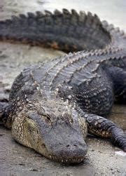 alligators hint   life      dinosaurs