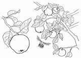 Apples Tree Coloring Color Pages Printable Supercoloring sketch template