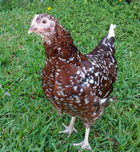 speckled sussex  weeks dotty backyard chickens learn