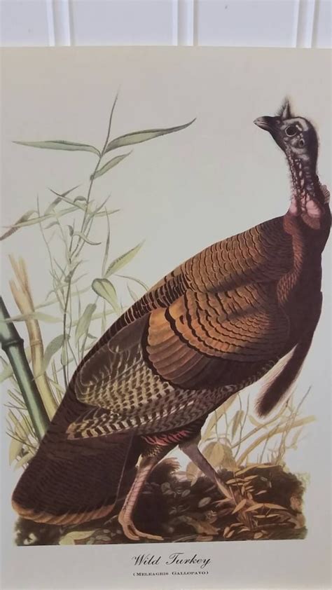 wild turkey audubon print by rubyjeansattic on etsy
