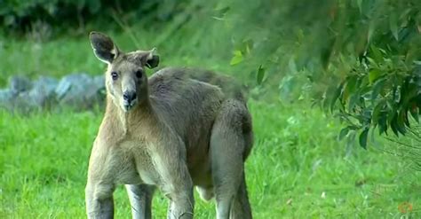 A Super Buff Kangaroo Has Been Stalking An Australian Suburb