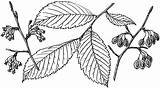 Elm American Branch Leaf Ulmus Line Americana Clipart Etc Cliparts Eastern Native Known America North Also Usf Edu Library Large sketch template