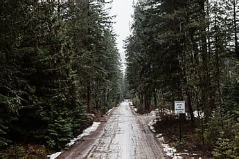 primitive road   wilderness stocksy united