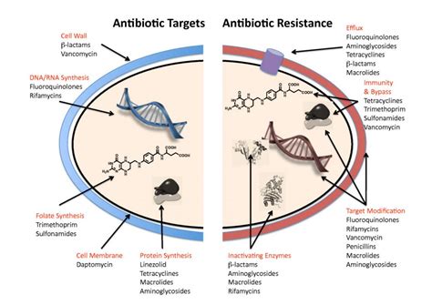 antibiotic  resistant bacteria    push