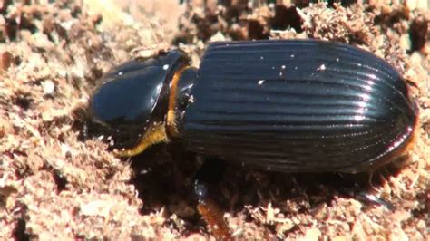 bess beetles 2020 youtube