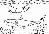 Pages Ausmalbilder Rochen Haie Sharks Malvorlagen Ausdrucken Kostenlos Cool2bkids sketch template