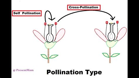 Chapter 2 Sexual Reproduction In Flowering Plants Pollination Youtube