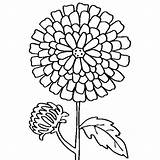 Carnation Coloring Getcolorings Printable Pages Portuguese sketch template