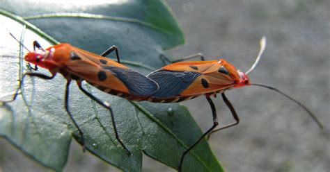 Wild Sex Mating Orange Bugs Rws Photo Blog Splendour Pictures Of