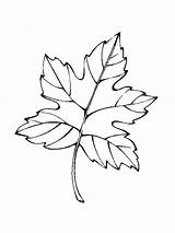 Feuille Leaves Coloriage Pages Coloring Leaf Palm Dessin Drawing Kleurplaat Arbre Colorier Autumn Imprimer Dessiner Kids Blaadjes Kleurplaten Fun Sans sketch template