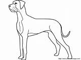 Great Dane Coloring Outline Dog Tattoo Fine Pages Chiens Template Tattooimages Biz sketch template