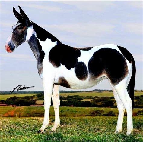 beautiful horse breeds mules animal beautiful horses