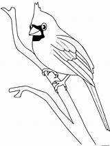 Oiseau Cardinal Aves Oiseaux Dibujo Colorir Animales Coloriages Desenhos Salvajes Greluche Passarinhos Cardinals Exoticas Dessins Visitar Marcadores Passarinho sketch template