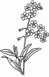 Forget Flower Drawing Coloring Larkspur Flowers Line Drawings Clipart Tattoo Pages Myosotis Sketch Tattoos Vergissmeinnicht Nots Transparent Google Wilted Minimalist sketch template