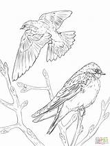 Coloring Pages Realistic Bird Swallow Birds Tree Swallows Drawing Barn Color Printable Drawings Prey Getdrawings Print Template Parrot Vectors Paper sketch template