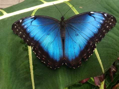 Blue Morpho Butterfly Desktop Wallpaper 20744 Baltana