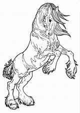 Horse Coloring Pages Rearing Realistic Getdrawings sketch template