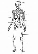 Kleurplaat Skelet Lichaam Menselijk Stemmen sketch template
