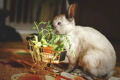 wat eet een konijn huisveenl