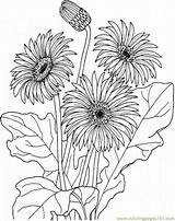 Gerbera Flowers Coloring Pages Printable Natural Flower Gif sketch template