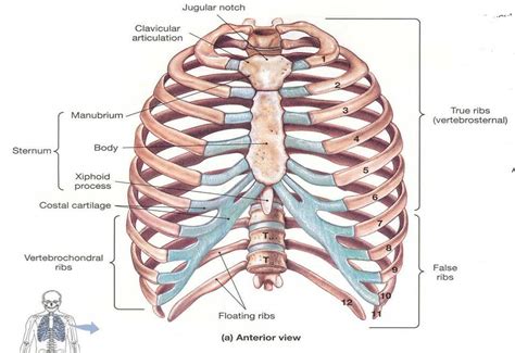 Rib Cage Anatomy Diagram Shoulder And Rib Cage Diagram Vintage