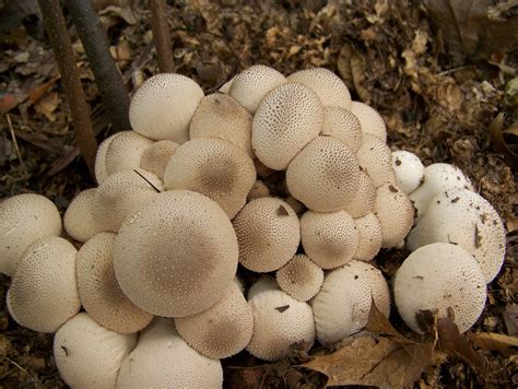 36 Types Of Wild Edible Mushrooms Prepared For That Wild Edibles