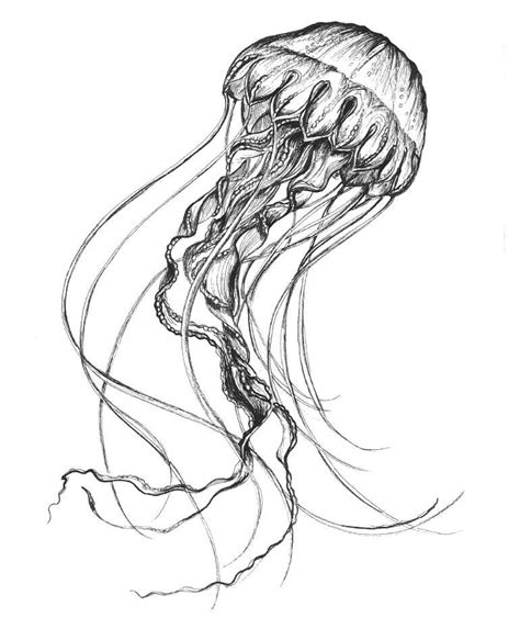 jellyfish drawing jellyfish drawing jellyfish painting jellyfish