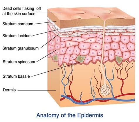 layers  cells   epidermis hubpages