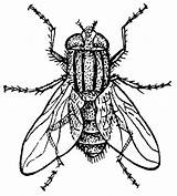 Housefly Coloring Pages Printable sketch template