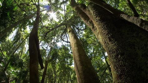 Rainforest Jungle Wilderness Natural Ecosystem Environment Cinematic