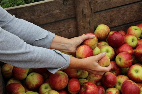 belgische seizoenwerkers mogen  dagen werken de fruitteelkrant