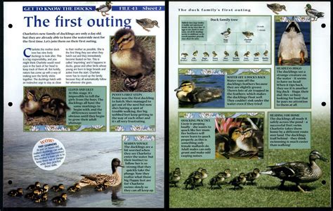 outing     animals animals animals fact file page