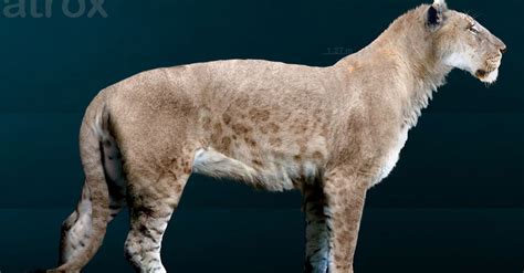 Scientist Plans To Clone Extinct Siberian Cave Lion Preserved In Permafrost