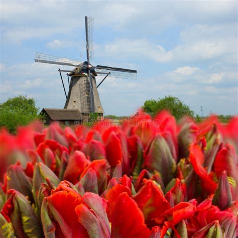 dutch windmills  tulips stock photo image  cloud grass