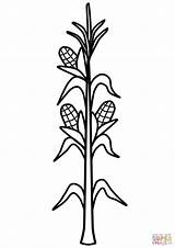 Corn Coloring Stalk Stalks Pages Printable Drawing Cob Color Clipart Cornstalk Maize Kids Template Craft Fall Field Crafts Popular sketch template