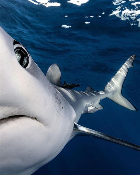 shark species protect  eyes rsharklab