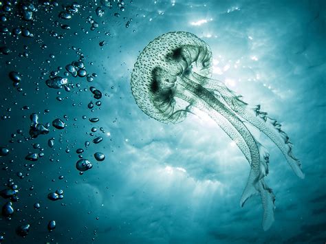jellyfish  oceans  reaching problematic proportions huffpost canada