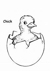 Coloring Chick Hatching Tocolor sketch template