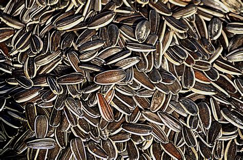sunflower seeds  stock photo public domain pictures