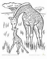 Giraffe Coloring Bestappsforkids Artigo sketch template