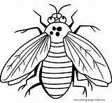 Coloring Pages Fly Printable Bugs Bug Color Kids Sheets Sheet Insects Animals Printables Letscolorit Animal Salvo sketch template