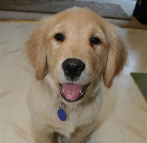 top    cutest dog breeds  families pethelpful