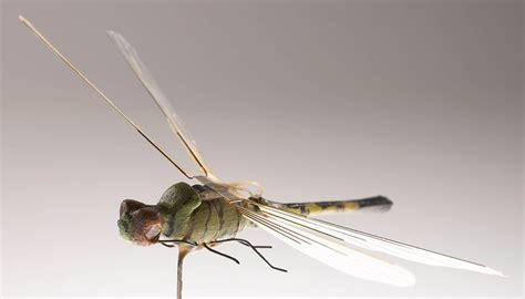 check  insects insect drones  existed