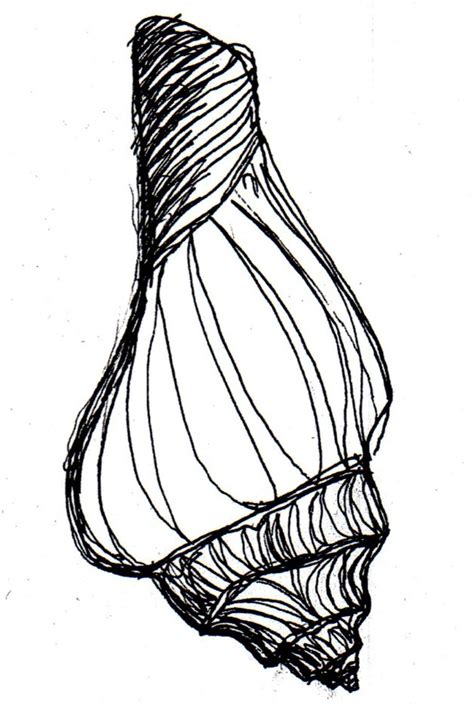 shell sketch  demoncatfish  deviantart
