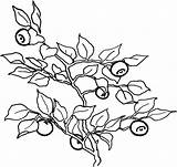 Colorat Fructe Afine Berries Toamna Planse Fruits Struguri Planşe Toamnă Să Sau Aceste Mure Minunate sketch template