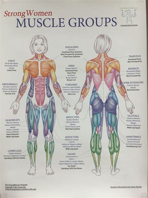 complete anatomy  human body holoserdev