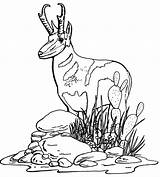 Coloring Antelope Pronghorn Getcolorings Pages Getdrawings Drawing Print Color sketch template