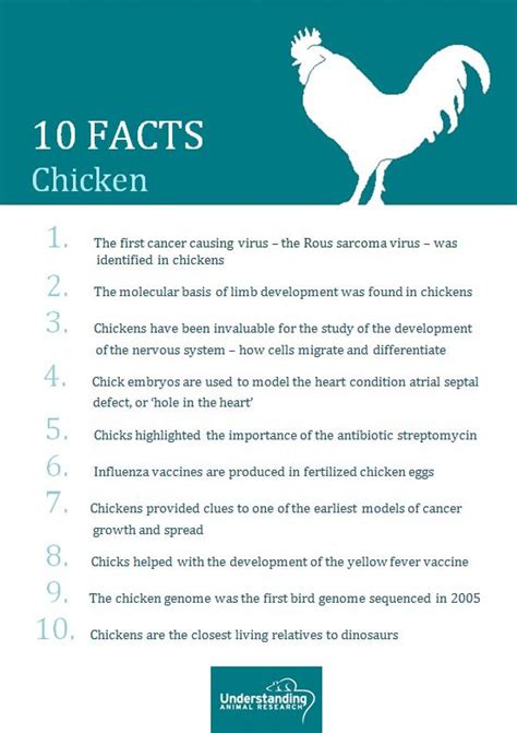 chicken  facts understanding animal research